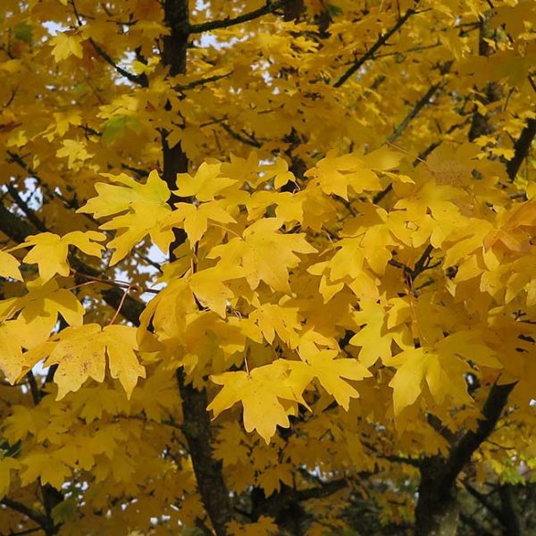 Acer campestre (Quinta)