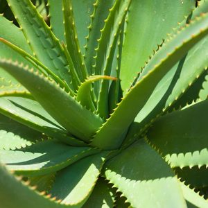 Aloe Vera Housplant