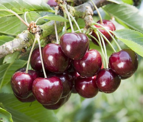 Sweet Cherry - Prunus avium 'Samba'