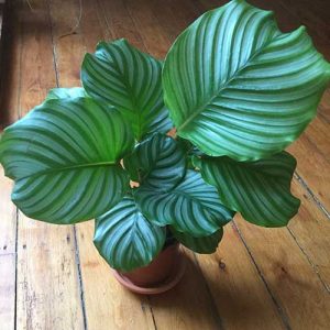 Calatheas