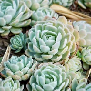 Echeveria