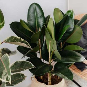 Ficus Tineke