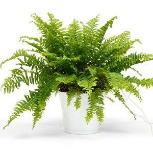 Nephrolepis Boston Fern