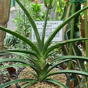 Sansevieria