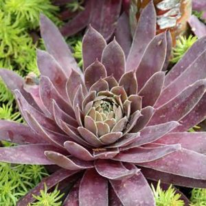Sempervivum