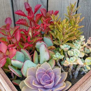 Succulents