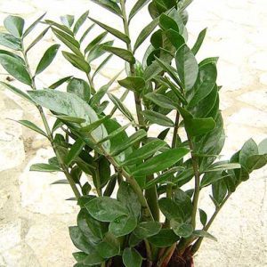 Zamioculcas