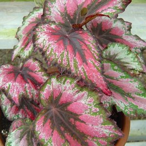 begonia rex