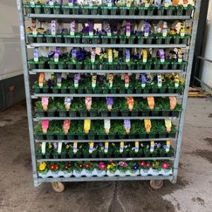 Pansies Mixed 6 Pack