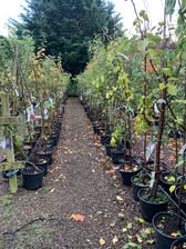 MOYNESS AUTUMN TREE DEAL - Image 2